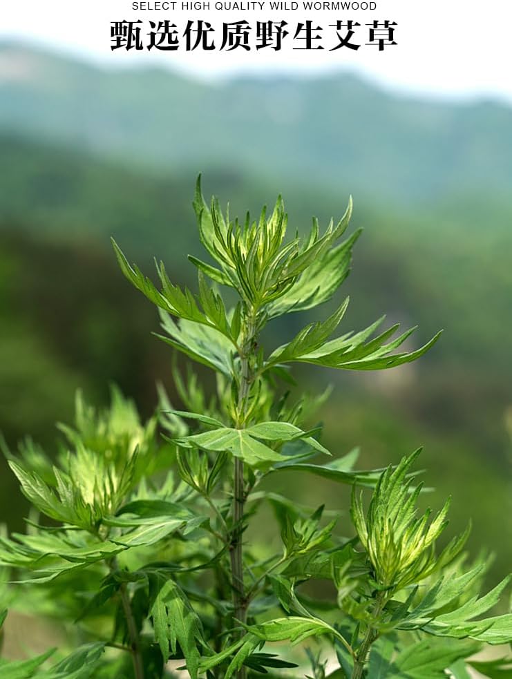 Moxa Stick Used for Moxibustion,The Moxibustion Sticks are Made of Pure Natural Mugwort as raw Material,extracted at a Ratio of 20:1.Moxa Sticks for Moxa Sticks for Moxibustion,The Moxa Sticks are Made of Pure Natural Mugwort as raw Material,extracted at a Ratio of 20:1.